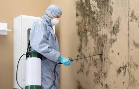 Reliable Marshall, TX Mold Remediation Solutions